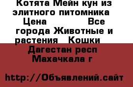 Котята Мейн-кун из элитного питомника › Цена ­ 20 000 - Все города Животные и растения » Кошки   . Дагестан респ.,Махачкала г.